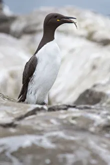 Rock Prints: Common Murre (Uria aalge) perched on cliff with sandeel in beak, Farne Islands, United