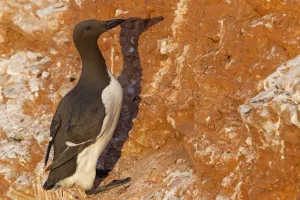 Common Murre (Uria aalge), Schleswig-Holstein, Germany