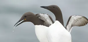Common Murre (Uria aalge), Scotland, United Kingdom
