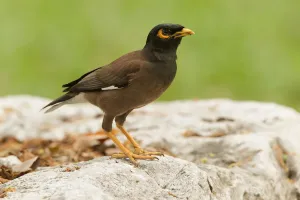 Sturnidae Prints: Common Myna (Acridotheres tristis), Thailand