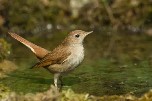 Muscicapidae Prints: Common Nightingale (Luscinia megarhynchos) at a waterhole, Liguria, Italy