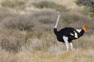 Common Ostrich (Struthio camelus) male, Northern Cape, South Africa Common Ostrich (Struthio camelus) male, Northern Cape, South Africa