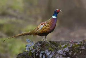 Common Pheasant (Phasianus colchicus) male, British Columbia, Canada Common Pheasant (Phasianus colchicus) male, British Columbia, Canada