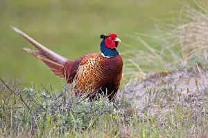 Common Pheasant (Phasianus colchicus) male, Texel, The Netherlands