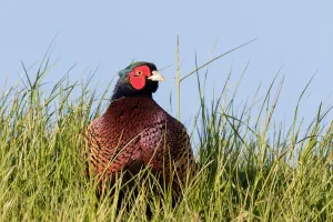 Common Pheasant (Phasianus colchicus) male in the dunes, Texel, Noord-Holland Common Pheasant (Phasianus colchicus) male in the dunes, Texel, Noord-Holland