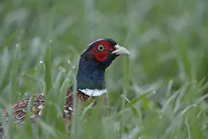 Common Pheasant (Phasianus colchicus) male on field, North Rhine-Westphalia, Germany