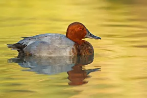 Waterfowl Prints: Common Pochard (Aythya ferina) male, Provence, France