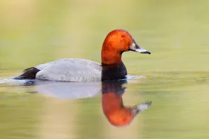 Common Pochard (Aythya ferina) male, Brandenburg, Germany