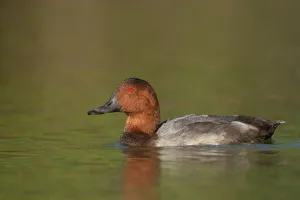 Waterfowl Prints: Common Pochard (Aythya ferina) male, Camargue, France