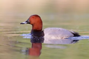 Common Pochard (Aythya ferina) male, Brandenburg, Germany