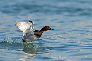 Waterfowl Prints: Common Pochard (Aythya ferina) male flying, Baden-Wuerttemberg, Germany