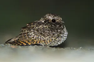 Common Poorwill (Phalaenoptilus nuttallii), British Columbia, Canada Common Poorwill (Phalaenoptilus nuttallii), British Columbia, Canada