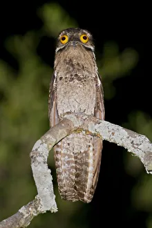 Common Potoo (Nyctibius griseus), Dry Forests, Peru