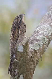 Central America Prints: Common Potoo (Nyctibius griseus), Costa Rica