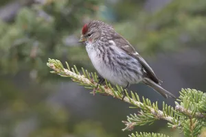 North America Prints: Common Redpoll (Acanthis flammea), Manitoba, Canada