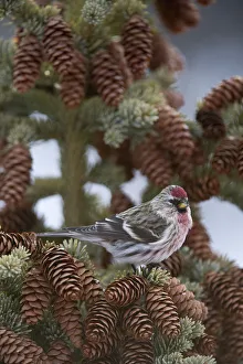 Pine Prints: Common Redpoll (Carduelis flammea), Alaska