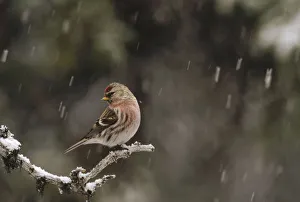 Cold Prints: Common Redpoll (Carduelis flammea) male in breeding plumage during snowfall, Alaska