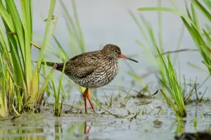 Common Redshank (Tringa totanus), Schleswig-Holstein, Germany