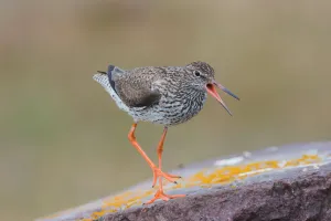 June Prints: Common Redshank (Tringa totanus) calling, Oeland, Sweden