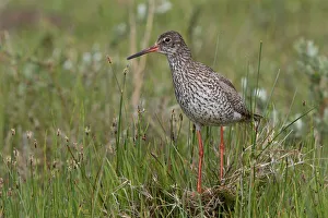 Adult Prints: Common Redshank (Tringa totanus) standing amidst vegetation