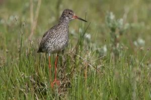 Common Redshank (Tringa totanus) standing amidst vegetation, Texel, De Muy, The Netherlands