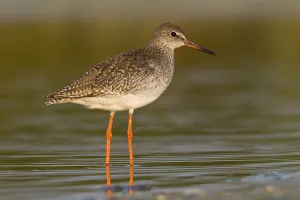 Common Redshank (Tringa totanus) walking on marsh, Galicia, Spain Common Redshank (Tringa totanus) walking on marsh, Galicia, Spain