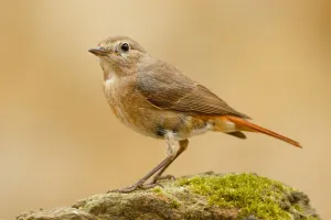 Common Redstart (Phoenicurus phoenicurus) female, Asturias, Spain