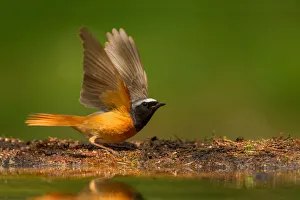 Common Redstart (Phoenicurus phoenicurus) male, Utrecht, The Netherlands