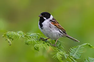 Common Reed Bunting (Emberiza schoeniclus) male, Greater London, United Kingdom Common Reed Bunting (Emberiza schoeniclus) male, Greater London, United Kingdom