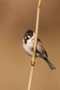 Common Reed Bunting (Emberiza schoeniclus) male, Utrecht, The Netherlands