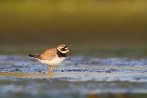 Common Ringed Plover (Charadrius hiaticula), Schleswig-Holstein, Germany
