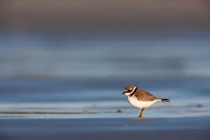 Common Ringed Plover (Charadrius hiaticula), Schleswig-Holstein, Germany