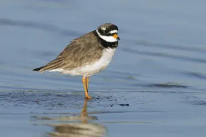 Common Ringed Plover (Charadrius hiaticula), Callantsoog, Noord-Holland, The Netherlands Common Ringed Plover (Charadrius hiaticula), Callantsoog, Noord-Holland, The Netherlands