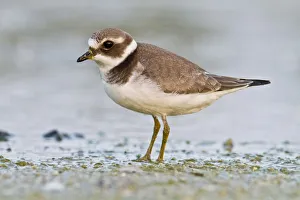 Wader Prints: Common Ringed Plover (Charadrius hiaticula) juvenile walking on marsh shore, Galicia