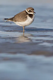Autumn Prints: Common Ringed Plover (Charadrius hiaticula) resting on the beach