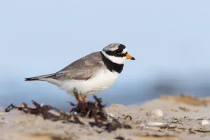 Common Ringed Plover (Charadrius hiaticula) standing on the beach, Texel, Noord-Holland