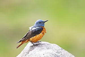 Common Rock Thrush (Monticola saxatilis) formerly Rufous-tailed Rock Thrush Common Rock Thrush (Monticola saxatilis) formerly Rufous-tailed Rock Thrush