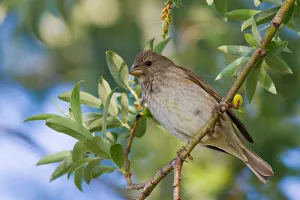 Germany Prints: Common Rosefinch (Carpodacus erythrinus) juvenile male, Bavaria, Germany