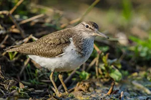 Common Sandpiper (Actitis hypoleucos), Schleswig-Holstein, Germany Common Sandpiper (Actitis hypoleucos), Schleswig-Holstein, Germany