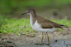Common Sandpiper (Actitis hypoleucos), Schleswig-Holstein, Germany
