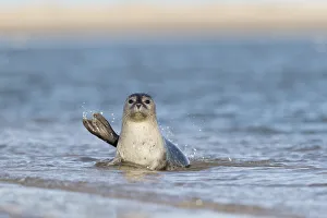 Netherlands Prints: Common seal (Phoca vitulina) in water near a sandy beach, de Hors, Texel, Noord Holland