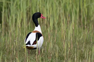 Reed Prints: Common Shelduck (Tadorna tadorna) amidst vegetation, Texel, The Netherlands