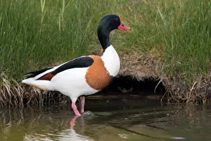 Waterfowl Prints: Common Shellduck (Tadorna tadorna) male standing along the waters edge, Texel