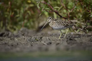 Common Snipe (Gallinago gallinago), Thuringia, Germany