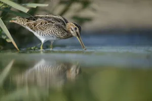 Common Snipe (Gallinago gallinago), Thuringia, Germany