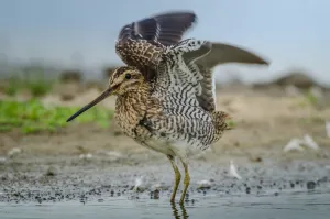 Common Snipe (Gallinago gallinago), Schleswig-Holstein, Germany