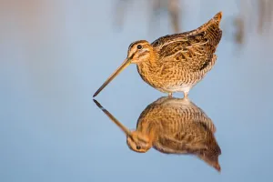 Wader Prints: Common Snipe (Gallinago gallinago), Lower Saxony, Germany