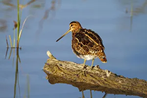 Wader Prints: Common Snipe (Gallinago gallinago), Mallorca, Spain