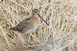 Wader Prints: Common Snipe (Gallinago gallinago), Myvatn, Iceland