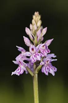 Common Spotted Orchid (Dactylorhiza fuchsii) flower head showing buds at various stages of opening, Orley Common, Devon Common Spotted Orchid (Dactylorhiza fuchsii) flower head showing buds at various stages of opening, Orley Common, Devon